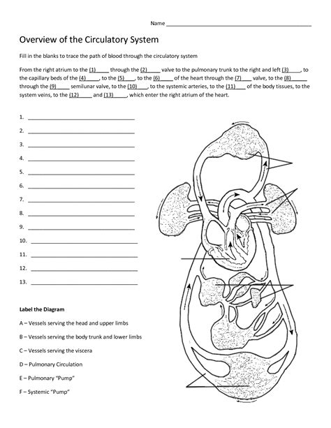 The Circulatory System Worksheet Answer Key Fill In The Blank